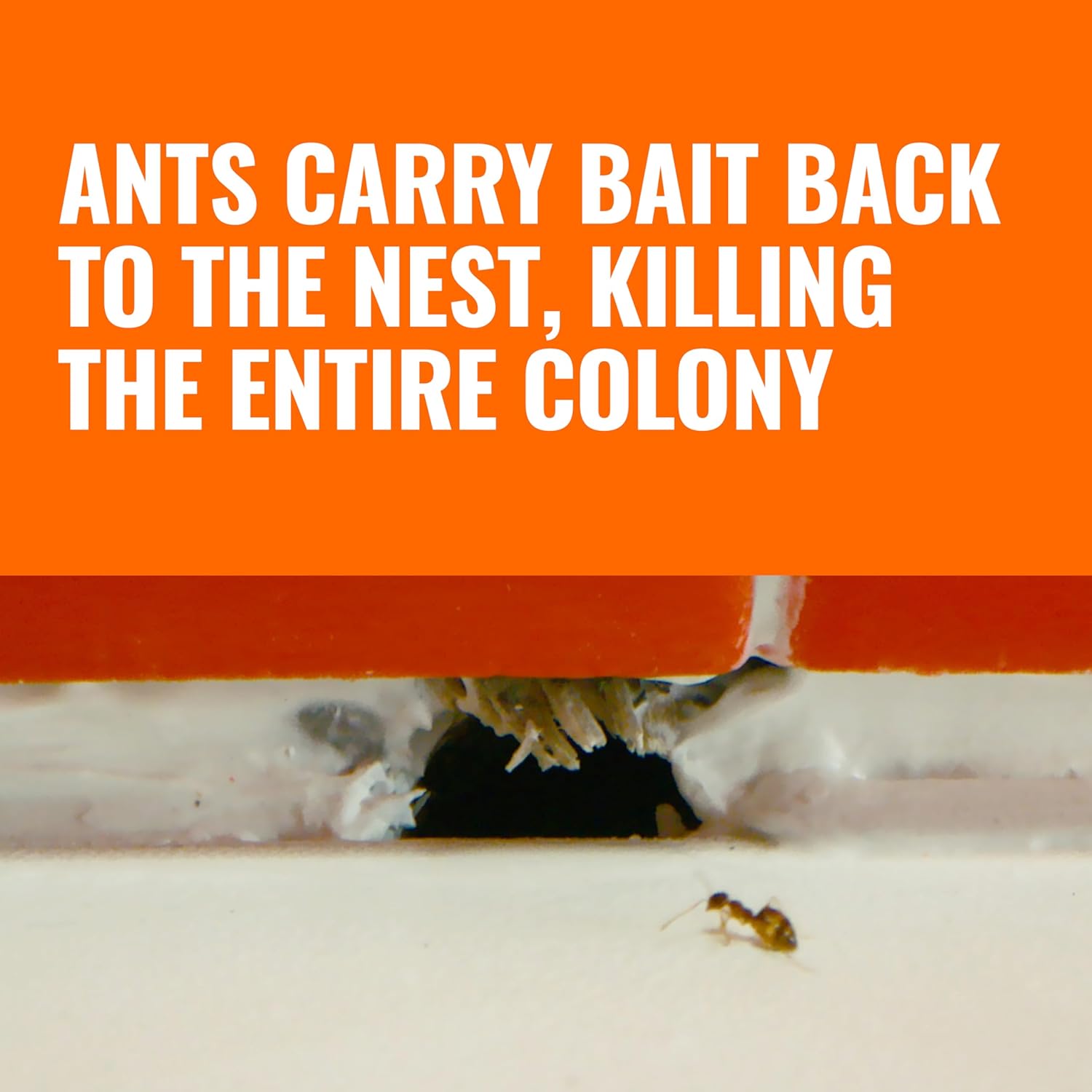 TERRO T300B Liquid Ant Killer Bait Stations 12-Pack - Indoor Ant Traps with Borax Formula, Kills the Queen & the Entire Colony - 图片 6