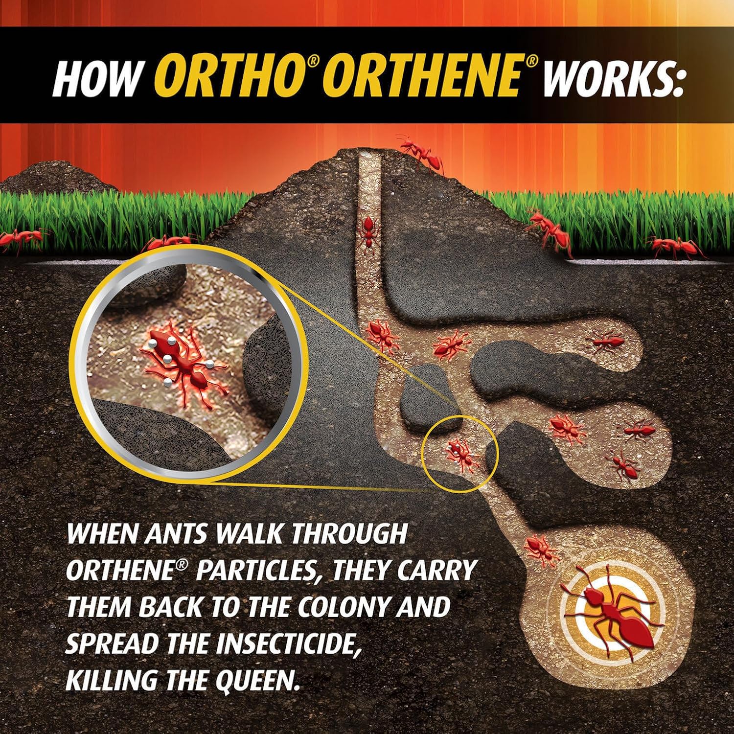 Ortho Orthene Fire Ant Killer1 – Mound Treatment, Outdoor Ant Killer, Kills Queens, No Watering Needed, Treats up to 162 Mounds, 12 oz. (2-Pack) - 图片 6