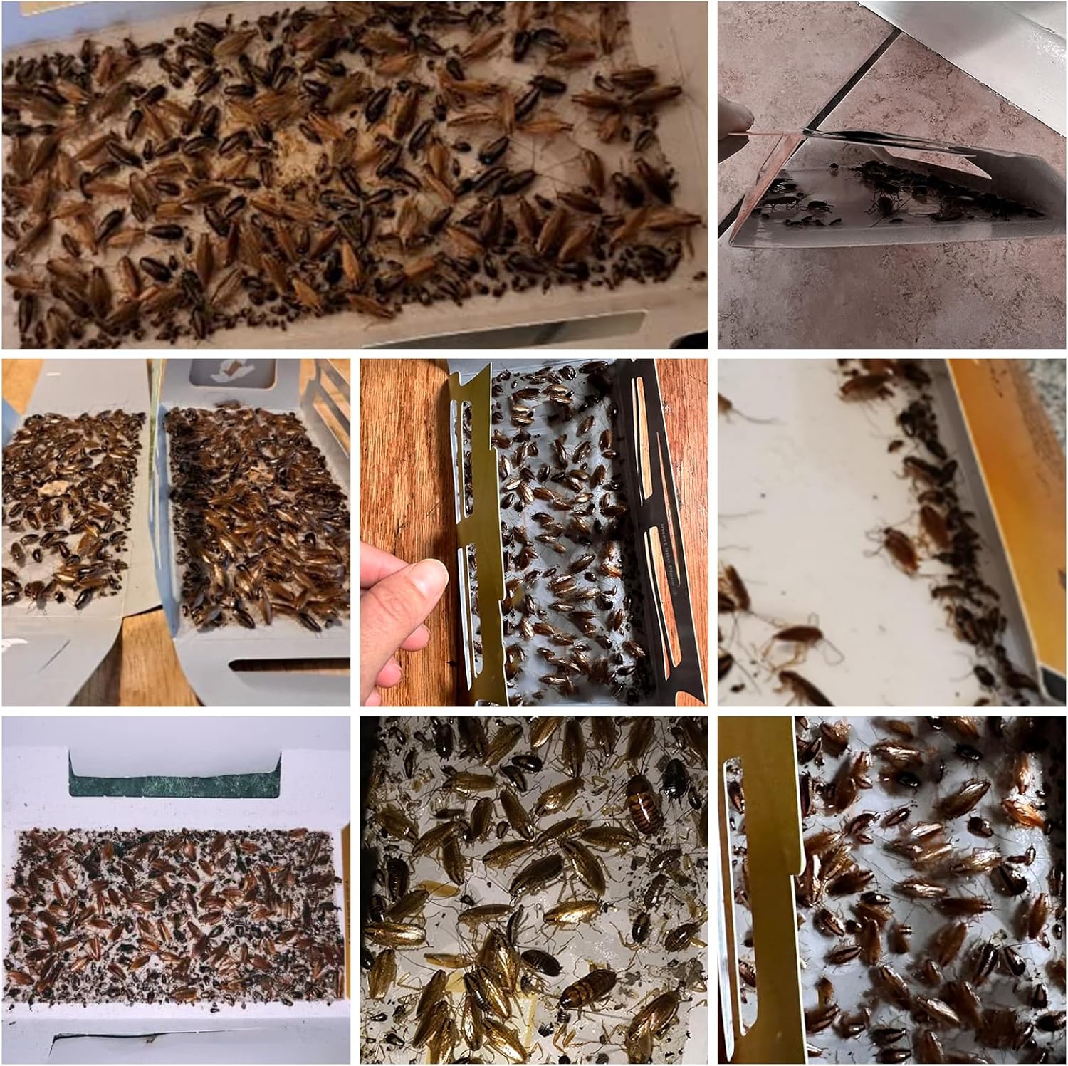 20 Pack Roach Traps, Cockroach Traps Indoor Home, Glue Roach Traps, Child & Pets Safe(Upgrade Recipe) - 图片 6